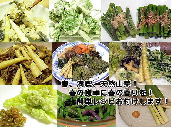 あきた森の宅配便：山菜料理レシピ