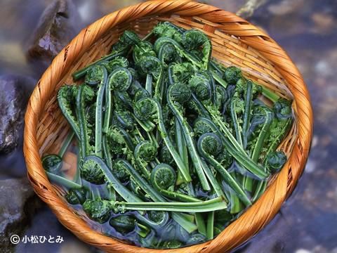 天然こごみ（天然山菜）秋田県産【あきた森の宅配便】秋田県産の天然