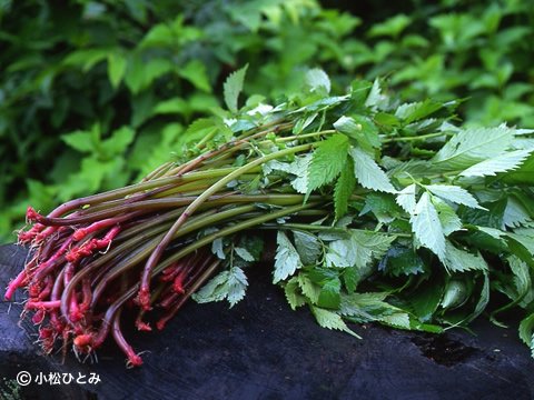 天然みず あきた森の宅配便 秋田の天然山菜を産直販売 山菜レシピも盛りだくさん