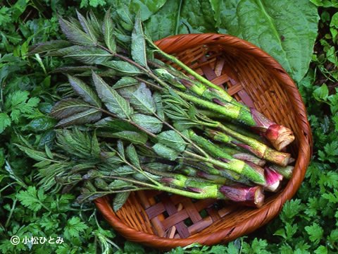 天然やまうど あきた森の宅配便 秋田の天然山菜を産直販売 山菜レシピも盛りだくさん