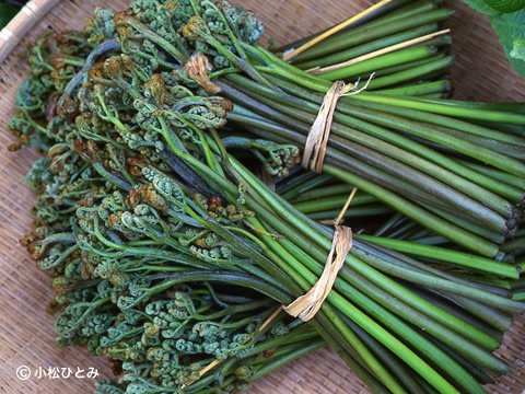 天然わらび あきた森の宅配便 秋田の天然山菜を産直販売 山菜レシピも盛りだくさん