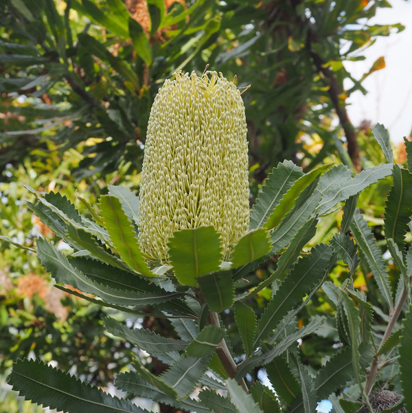 ɥޥХ󥯥 Banksia serrata