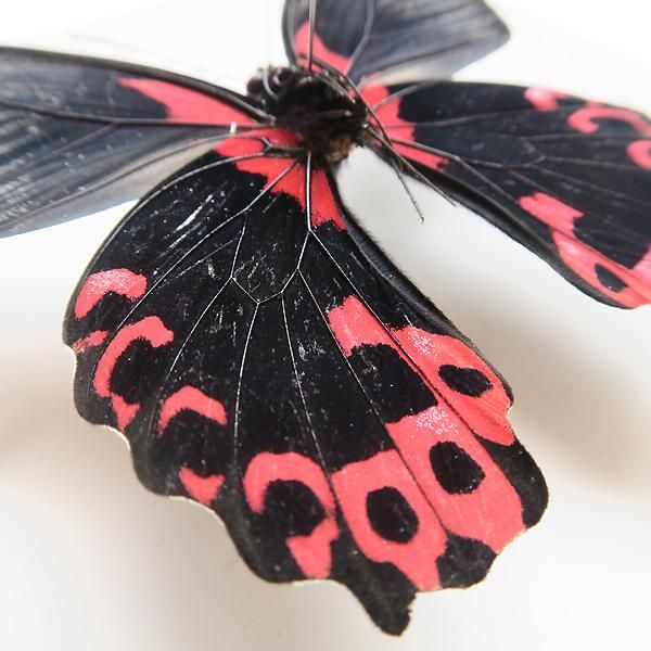 アカネアゲハ（1メス、フィリピン産） アカネアゲハ（1メス、フィリピン産）