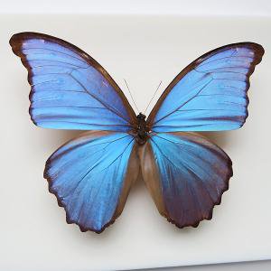 ディディウスモルフォ（ペルー亜種）♂ Morpho godartii alexandra