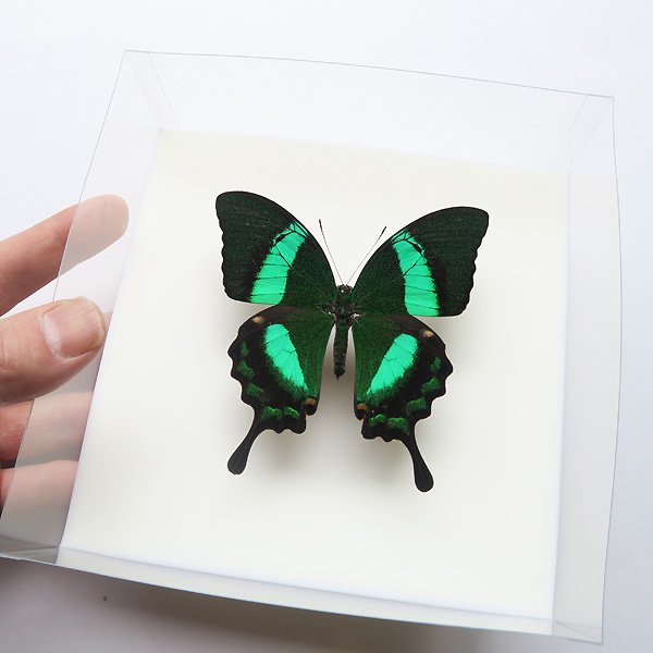 フィリッピンオビクジャクアゲハ♂ Papilio daedalus フィリピン