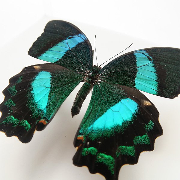 立体標本□フィリピンオビクジャクアゲハ Papilio daedalus - 虫類
