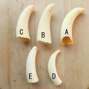 マッコウクジラの歯 マッコウクジラ歯hook | Kz'bone