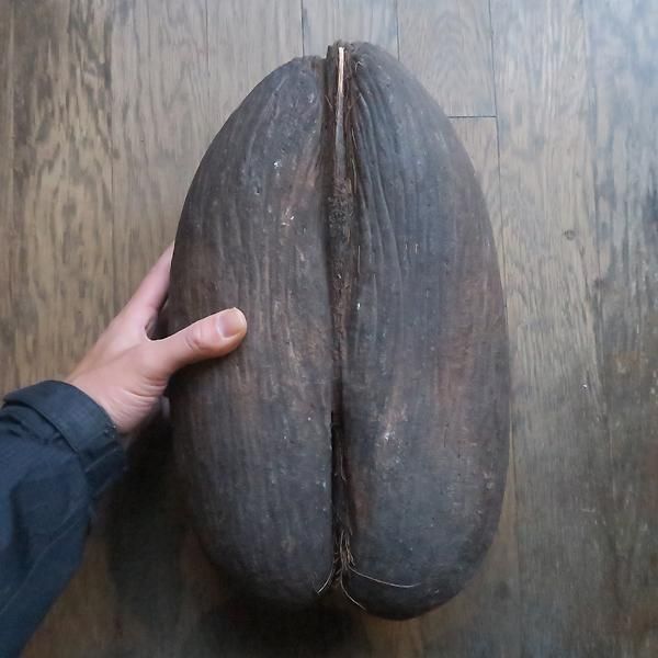 フタゴヤシ （オオミヤシ Lodoicea maldivica） 管理番号H - 軽井沢