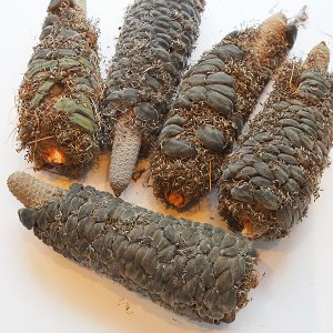 ヒースバンクシア Banksia ericifolia 15cm以上 - 軽井沢 ジャムこばやし