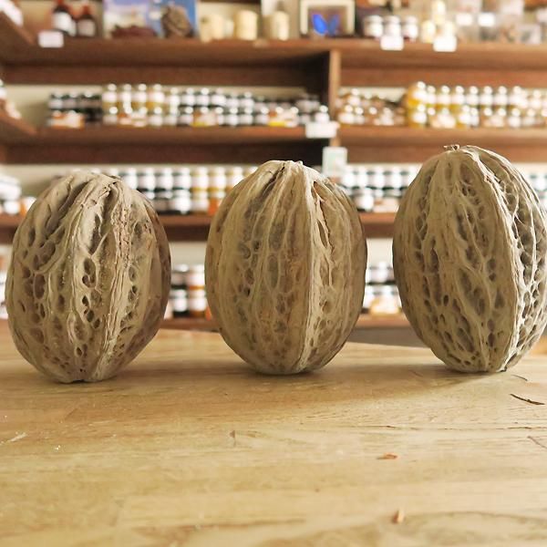 マカンボ Theobroma bicolor - 軽井沢 ジャムこばやし