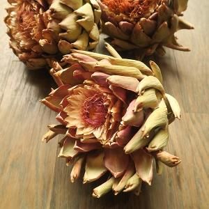 アーティチョーク Cynara Scolymus 軽井沢 ジャムこばやし