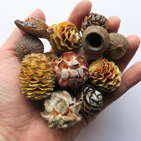 木の実アソートパック オーストラリア・アフリカセット - 軽井沢