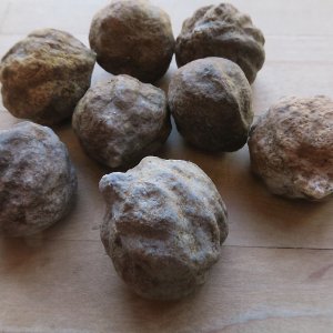 ５個セット ククイノキ（ククイナッツ、Candlenut） Aleurites moluccanus - 軽井沢 ジャムこばやし