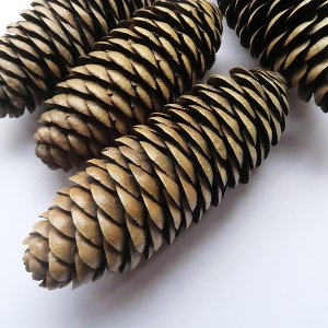 ヒマラヤトウヒ Picea smithiana - 軽井沢 ジャムこばやし