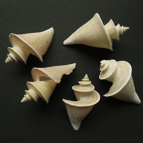 チマキボラ 千巻法螺 Thatcheria mirabilis 45-60mm - 軽井沢 ジャム