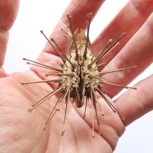 ウンカリーナ グランディディエリ Uncarina grandidieri