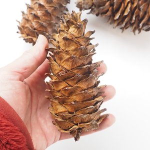 チョウセンゴヨウ Pinus koraiensis 10cm～ - 軽井沢 ジャムこばやし