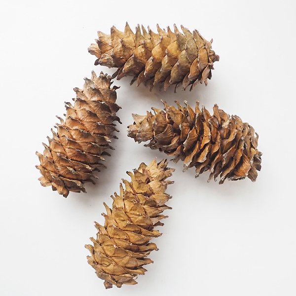 チョウセンゴヨウ Pinus koraiensis 10cm～ - 軽井沢 ジャムこばやし