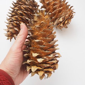 大きめ チョウセンゴヨウ Pinus koraiensis 15cm前後 - 軽井沢 ジャム 