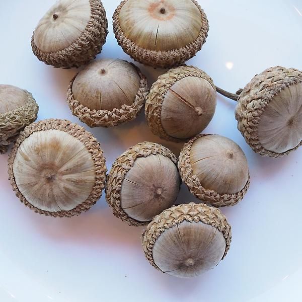 コンゴDR 赤道州 ゴライアスハナムグリ メス 53mm コンゴDR 赤道州 ゴライアスハナムグリ メス 53mm コンゴDR 赤道州