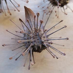 ウンカリーナ グランディディエリの実 Uncarina grandidieri - 軽井沢