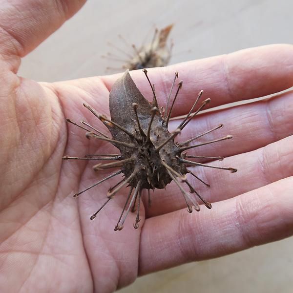 ウンカリーナ グランディディエリの実 Uncarina grandidieri - 軽井沢