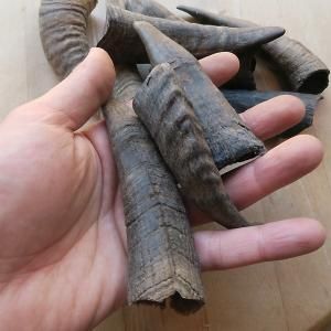 山羊 ヤギ の角 Goat Horn 9 14cm 軽井沢 ジャムこばやし 山羊 ヤギ の角 Goat Horn 9 14cm 軽井沢 ジャムこばやし