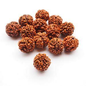 インドジュズノキ（ルドラクシャ） Elaeocarpus sp. 17-19mm - 軽井沢