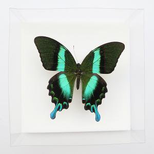 オオルリオビアゲハ♂ Papilio blumei インドネシア - 軽井沢 ジャム