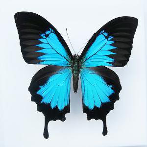 オオルリアゲハ♂ Papilio ulysses インドネシア - 軽井沢 ジャムこばやし