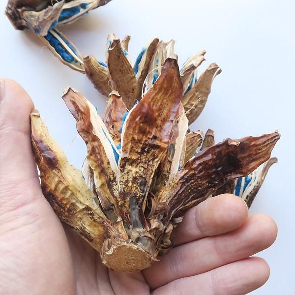タビビトノキ Ravenala madagascariensis - 軽井沢 ジャムこばやし タビビトノキ Ravenala madagascariensis - 軽井沢 ジャムこばやし