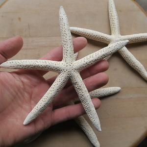 ヒトデ 中 15 cm 軽井沢 ジャムこばやし ヒトデ 中 15 cm 軽井沢 ジャムこばやし
