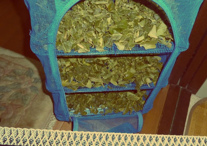 柿の葉茶作り方画像