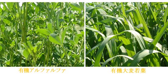 緑のキューピット原料：有機アルファファルファ、有機大麦若葉