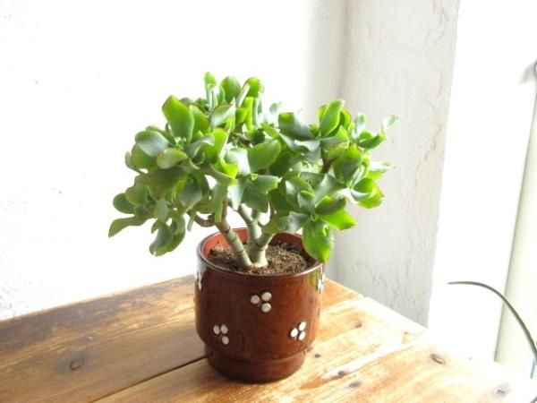  ロールストランド/Sylvia Leuchovius/花瓶 陶器花瓶：ロールストランド社製 Sylvia Leuchoviusデザイン