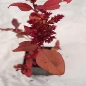 V245 Garnet Red Amaranthus 10粒 世界の花の種 スマートバージョン