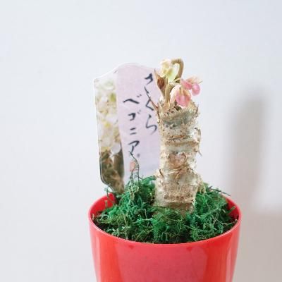 ガーデニング雑貨 ガーデン用品 園芸用品 ガーデニング雑貨 ガーデン用品 園芸用品