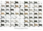 Shetland sheep/シェットランド羊ポスター（アウトレット）<img class='new_mark_img2' src='https://img.shop-pro.jp/img/new/icons5.gif' style='border:none;display:inline;margin:0px;padding:0px;width:auto;' />