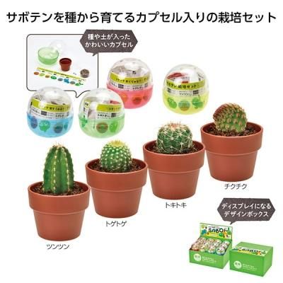 ノベルティ 販促品 粗品 景品用としてオススメな 国産 育てるカプセル サボテン １個です