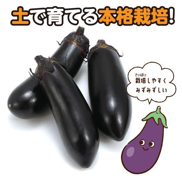 ノベルティ、販促品、粗品、景品用としてオススメなお家で楽しく栽培