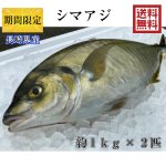 【期間限定】シマアジ1kg ×2尾（長崎県平戸産養殖）送料無料