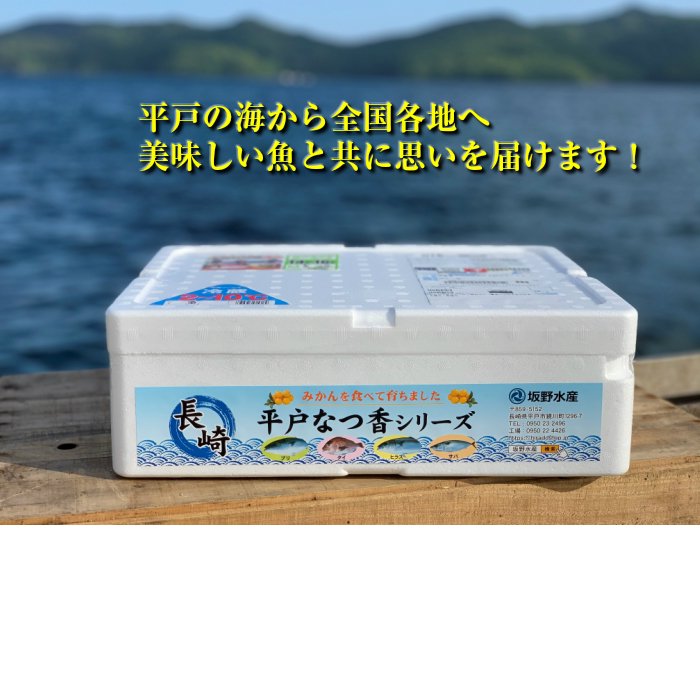 平戸なつ香タイ 2kg （長崎県平戸産養殖） 【送料無料】【熨斗対応可】 - 平戸とれたてお魚市場