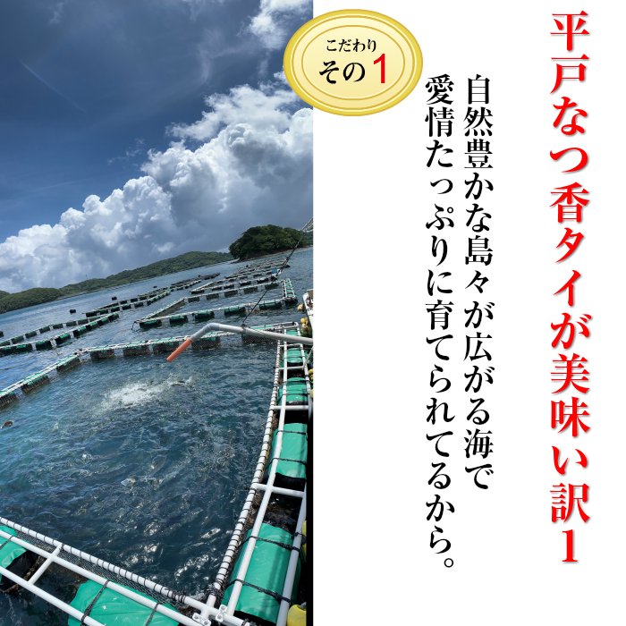 平戸なつ香タイ 2kg （長崎県平戸産養殖） 【送料無料】【熨斗対応可