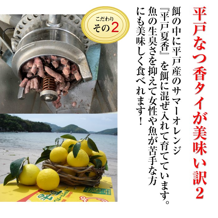 平戸なつ香タイ 2kg （長崎県平戸産養殖） 【送料無料】【熨斗対応可】 - 平戸とれたてお魚市場