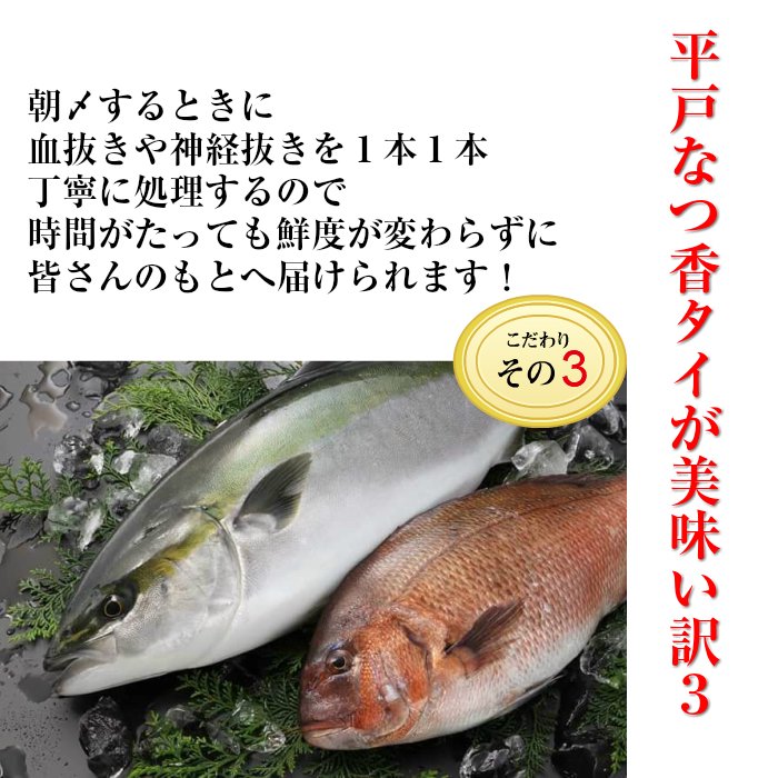 平戸なつ香タイ 2kg （長崎県平戸産養殖） 【送料無料】【熨斗対応可】 - 平戸とれたてお魚市場