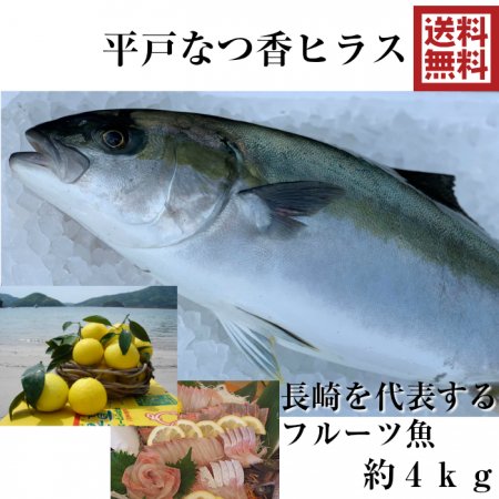 平戸なつ香ヒラス 4kg （長崎県平戸沖養殖）送料無料 - 平戸とれたてお魚市場