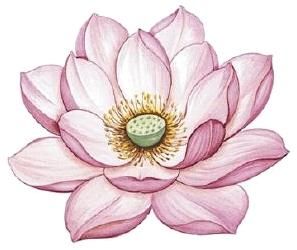 花のパステル画 A4サイズ