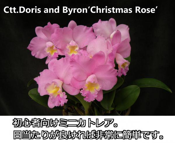 Ctt.Doris & Byron'Christmas Rose' - 洋蘭専門店・生産直売 「らんの家」