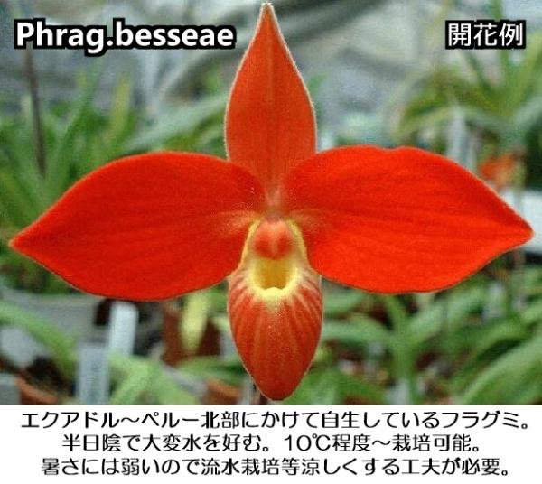 Phrag.besseae(Div.) - 洋蘭専門店・生産直売 「らんの家」