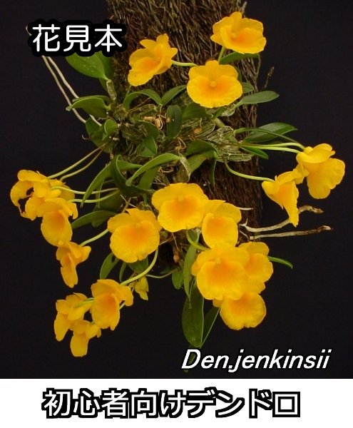 Den.jenkinsii - 洋蘭専門店・生産直売 「らんの家」